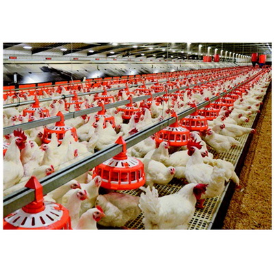 Automatic-Set-of-Pan-Feeder-Poultry-Equipment-for-Breeders_调整大小.jpg